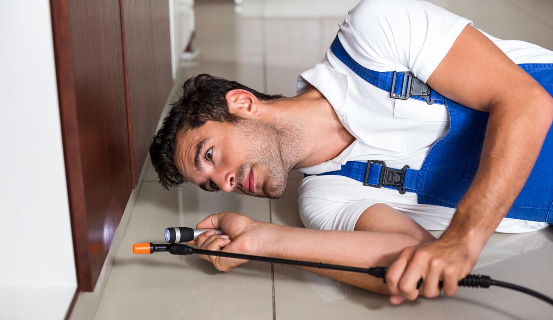 مكافحة الصراصير